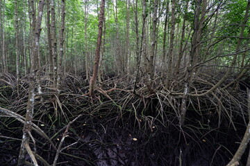 selective focus to the roots of mangrove trees growing above the water
