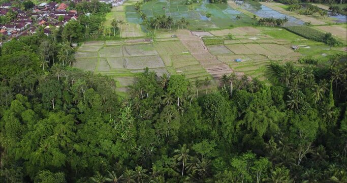 Tropical Jungle Rice Terraces Farm in Ubud, Bali, Indonesia - Aerial