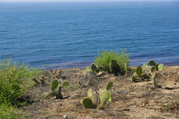 Vicente Bluffs Reserve in Palos Verdes, CA