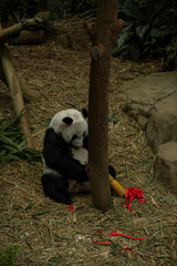 Fototapeta premium Panda relaxes in the woods eating the bamboo leave in Chengdu
