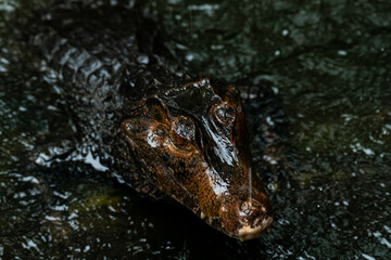 Portrait of Caiman over dark background on a rainy day from Ecuador