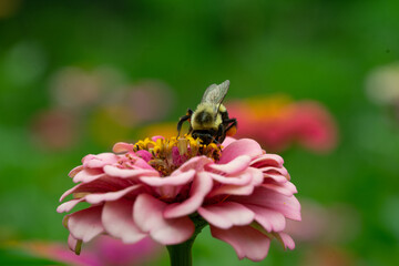 bee on a flower