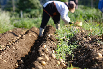 	じゃがいもの収穫をする女性