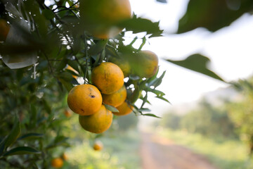 oranges on tree in garden - 644296770