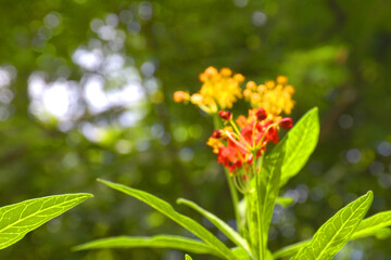 Beautiful small-petaled spike flowers bloom in a garden in Bangkok, Thailand