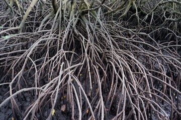 selective focus to the roots of mangrove trees growing above the water