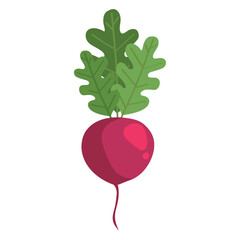 radish fresh vegetable icon