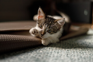 a closeup portrait of a kitten posing on a yoga mat