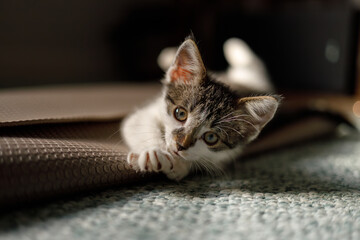 a closeup portrait of a kitten playing on a yoga mat