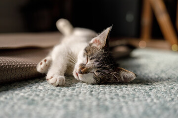 a closeup portrait of a kitten sleeping on a yoga mat 