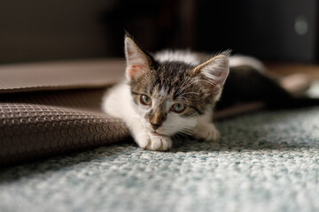 a closeup portrait of a kitten laying on a yoga mat 