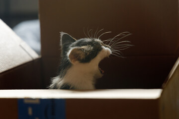a kitten yawning while sitting inside a cardboard box 