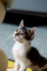 a vertical portrait of a kitten looking at an out of frame toy