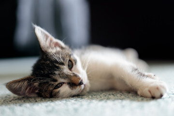 a closeup sleepy kitten laying on a carpet with eyes open