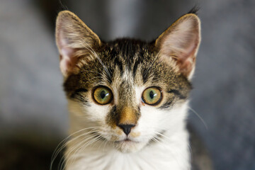 a closeup portrait of a kitten 