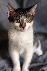 a vertical portrait of a kitten sitting on a blanket