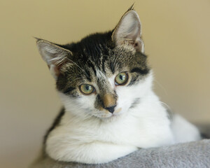 a portrait of a kitten tabby cat resting