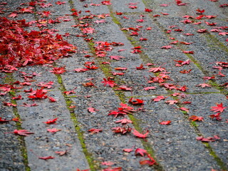 秋の風景　紅葉の落ち葉
