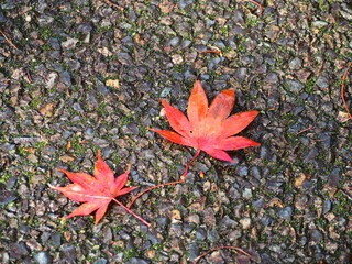 秋の風景　紅葉の落ち葉