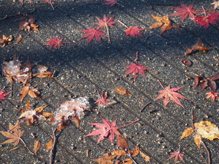 秋の風景　紅葉の落ち葉