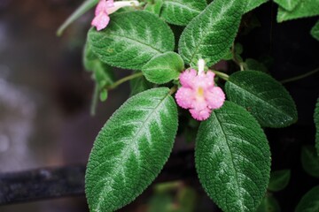 Beautiful green leaves background. Natural creative layout for wallpaper and advertising. 