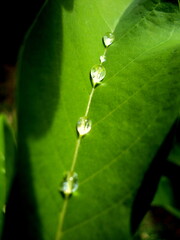 Dew drops on a green leaf