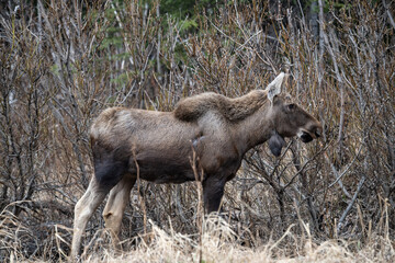 Moose in National Park