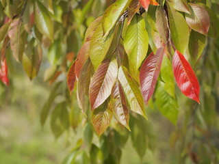 色づきはじめた桜の葉