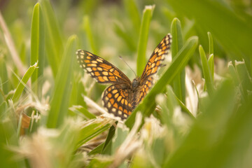 butterfly on the grass