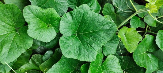 a close up of a large green pumpkin plant natural background, leaf nature background, green, wallpaper, abstract, garden, plant, summer, tree, pattern, texture,
