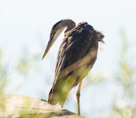 heron portrait