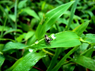 Cricket on a green leaf in a misty morning.