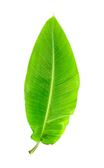 green banana leaf isolated on white background, green, leaf, plant, eco, png, nature, tree branch, isolated, close up, background, natural, tree, 