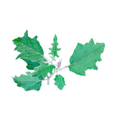 Fototapeta premium a plant with green leaves and purple flowers, a green eggplant plant with leaves on on white background , tree branch, isolated, close up, background, natural, tree, fresh, garden, spring, summer, 