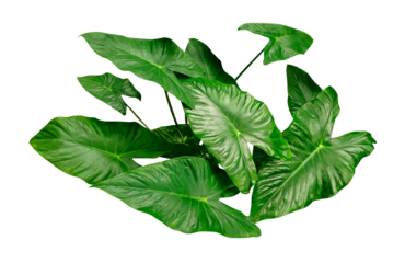 a large green plant with leaves on it, green leaf isolated on white, a large green leaf on a white background