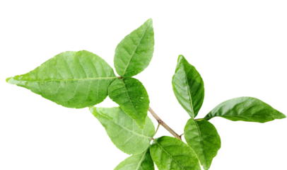  green Aegle marmelos leaf is shown on a white background, wood apple leaves , green, leaf, plant, eco, nature, tree branch, isolated, close up,