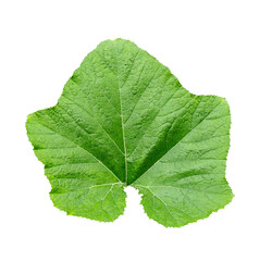 Obraz premium pumpkin green leaf isolated on pnga plant with green leaves on a white background, green, leaf, plant, eco, nature, tree branch, isolated, close up, background, natural, tree, fresh, garden, spring, s