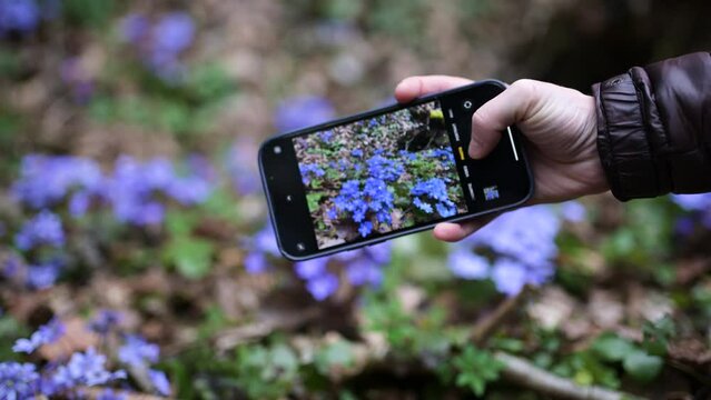 Close-up view of hand with cell phone making photo of blooming hepatica flowers