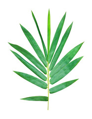 a green bamboo leaf is shown on a white background, green, leaf, plant, eco, nature, tree branch, isolated, close up, background, natural, tree, fresh, garden, spring, summer, foliage