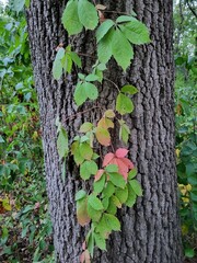 red currant bush