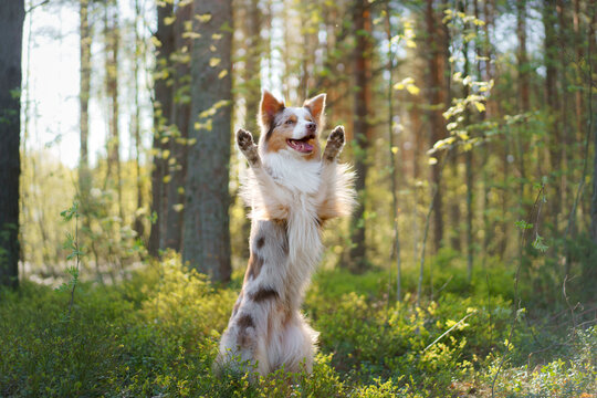funny dog in nature. Marbled Border Collie against a green background. in the park, in the forest in the sun