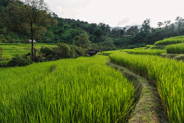 Fototapeta na wymiar Green rice fields at the countryside