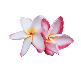 Plumeria or Frangipani or Temple tree flower. Close up pink-white frangipani flowers bouquet isolated on transparent background.