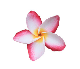 Fototapeta na wymiar Plumeria or Frangipani or Temple tree flower. Close up pink-red frangipani flowers isolated on transparent background. 