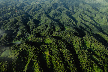 High angle forest and green trees