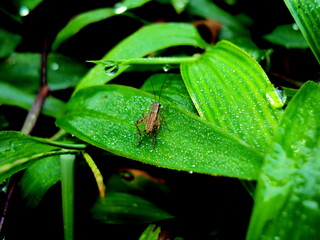 Cricket on a green leaf in a misty morning.