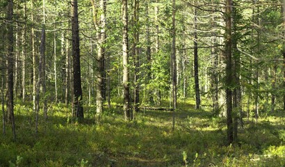 Obraz premium Trees in the forest, illuminated by sunlight, the sun's rays penetrating through the trees illuminate the branches of trees
