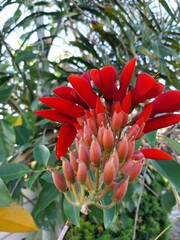 Purple coral tree (Erythrina Fusca) is quite popular as an ornamental plant.