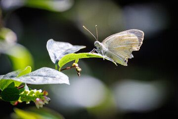 a white cabbage butterfly sits on a green leaf
