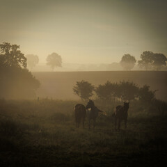 three horses standing in the morning fog on the meadow